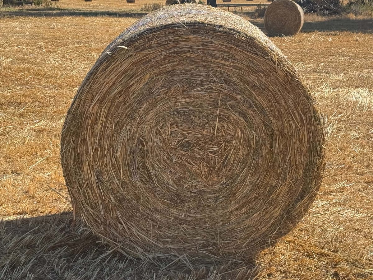 Quality 5x4 oat hay roll – 5x4 Oat Bale – MisFitz & Co Invergordon VIC